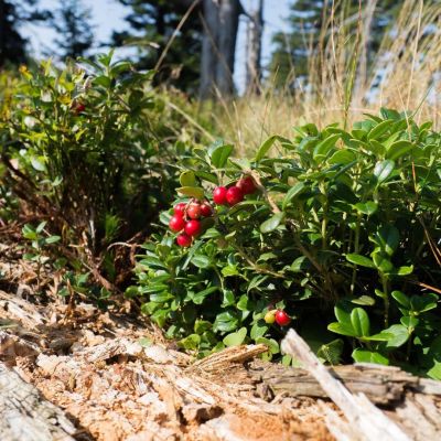Клюква крупноплодная Бен Лир Клюква крупноплодная Бен Лир - Dolina-Sad.Ru