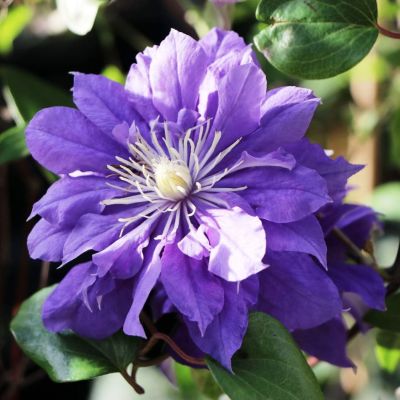 Клематис Kири Те Канава Клематис Kири Те Канава фото