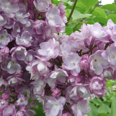 Сирень Генерал Першинг Сирень Генерал Першинг фото