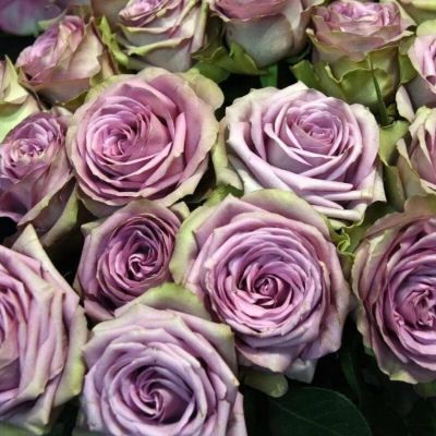 Роза Тиара Роза Тиара - Dolina-Sad.Ru