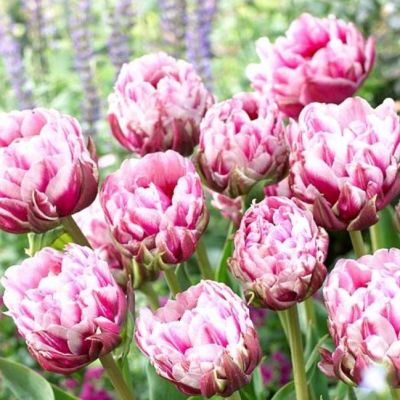 Тюльпан Дазлинг Дизаер Тюльпан Дазлинг Дизаер фото