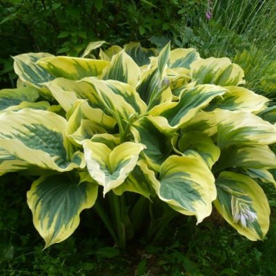 Хоста Либерти , C2 фото