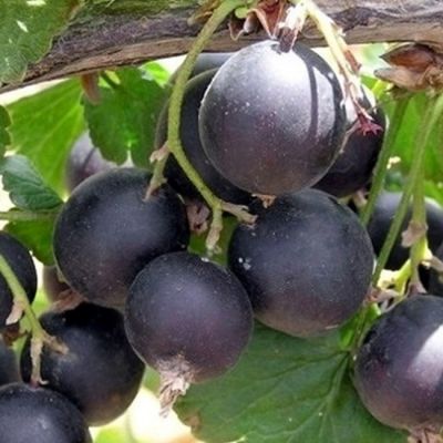 Йошта Йошта фото