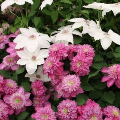 Клематис Кайзер Клематис Кайзер - Dolina-Sad.Ru