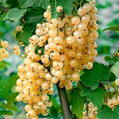 Смородина Вердавия белая Смородина Вердавия белая - Dolina-Sad.Ru