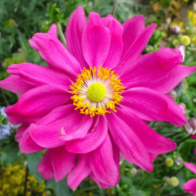 Анемона японская Маргарет Анемона японская Маргарет фото