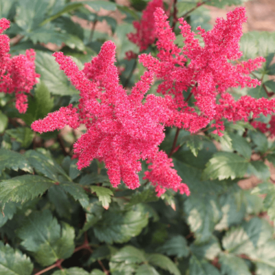 Астильба Арендса Спинелл , P9 Астильба Арендса Спинелл , P9 фото