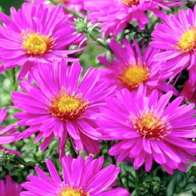 Астра кустарниковая Рональд Астра кустарниковая Рональд фото