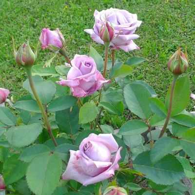 Роза Майзер Фастнах Роза Майзер Фастнах фото