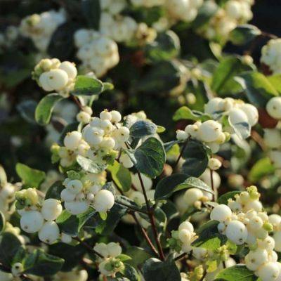 Снежноягодник Доренбоза Вайт Хедж, С2 Снежноягодник Доренбоза Вайт Хедж, С2 - Dolina-Sad.Ru