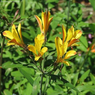 Альстромерия Свит Лаура Альстромерия Свит Лаура - Dolina-Sad.Ru