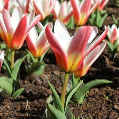 Тюльпан Хертс Делайт Тюльпан Хертс Делайт фото