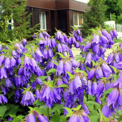 Колокольчик Сарастро Колокольчик Сарастро - Dolina-Sad.Ru