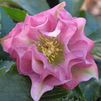 Морозник Дабл Пинк фото