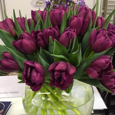 Тюльпан Элисон Бредли Тюльпан Элисон Бредли фото