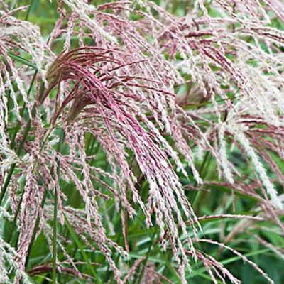 Мискантус китайский Каскад , P11 Мискантус китайский Каскад , P11 фото