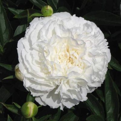 Пион Мазерс Чойс - Dolina-Sad.Ru