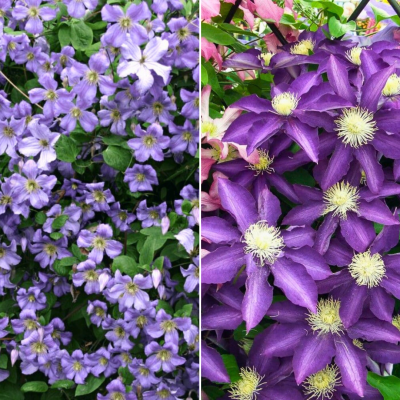 Набор клематисов Лиловый Набор клематисов Лиловый - Dolina-Sad.Ru