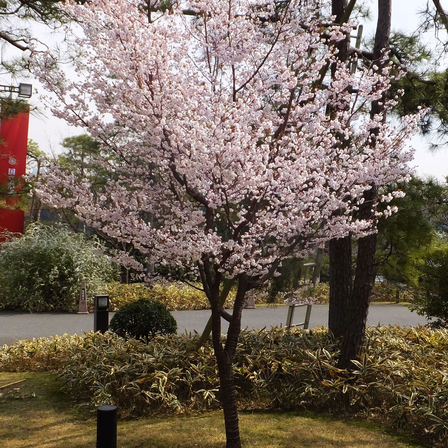 Вишня японская Микинори Вишня японская Микинори - Dolina-Sad.Ru