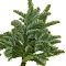 Лапник пихты Нобилиса (1 ветка 55-70 см) - Dolina-Sad.Ru