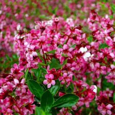 Эскаллония Дартс Роуз Ред Эскаллония Дартс Роуз Ред фото