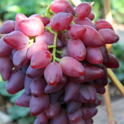 Виноград Дубовский розовый Виноград Дубовский розовый - Dolina-Sad.Ru