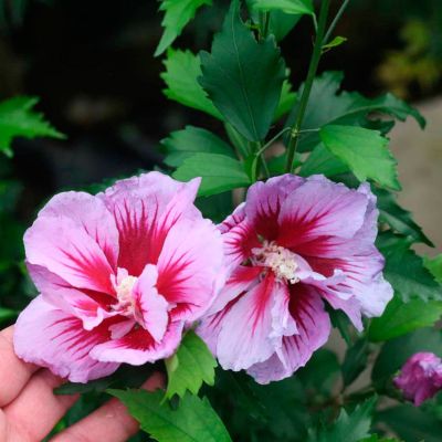 Гибискус сирийский Флауэр Тауэр Пепл Гибискус сирийский Флауэр Тауэр Пепл - Dolina-Sad.Ru