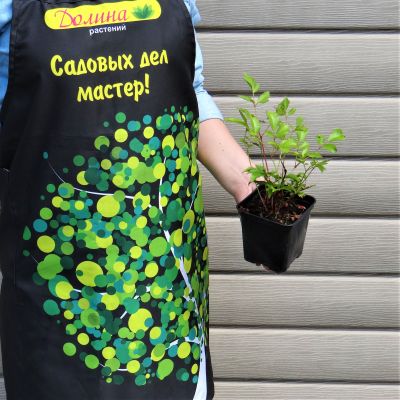 Астильба Арендса Астари Роуз Шейдс Астильба Арендса Астари Роуз Шейдс фото