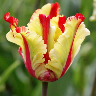 Тюльпан Флеминг Перрот Голд Тюльпан Флеминг Перрот Голд фото