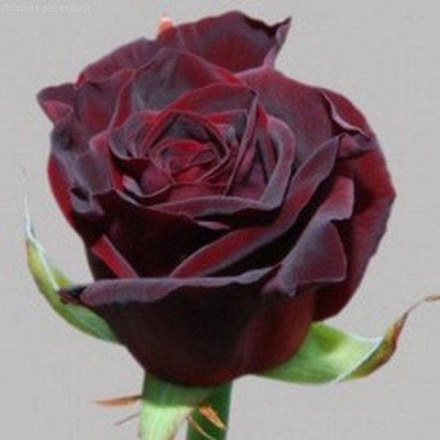 Роза Блэк Бакарра (в горшке 2л.) Роза Блэк Бакарра (в горшке 2л.) фото