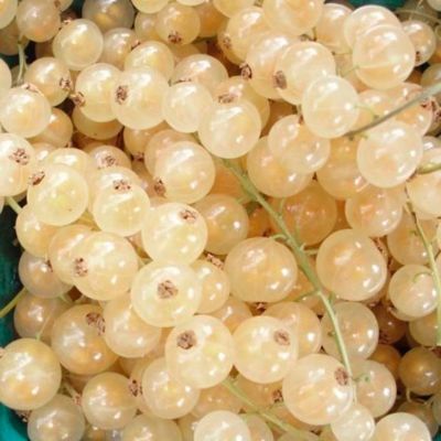 Смородина Вердавия белая Смородина Вердавия белая - Dolina-Sad.Ru