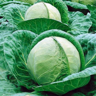 Капуста Белокочанная Фундакси F1 (Seminis/Голландия) Капуста Белокочанная Фундакси F1 (Seminis/Голландия) фото