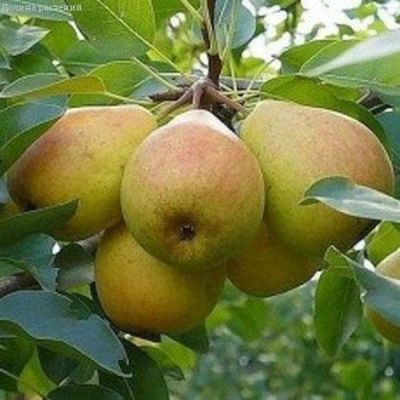 Кизил Елена фото