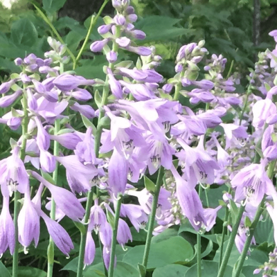 Хоста Пасифик Блю Эджер Хоста Пасифик Блю Эджер фото