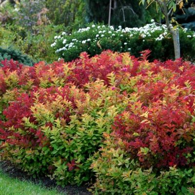 Спирея японская Макрофилла - Dolina-Sad.Ru