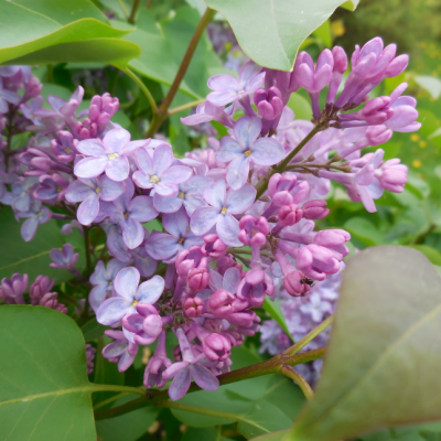 Сирень обыкновенная Аметист Сирень обыкновенная Аметист фото