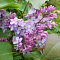 Сирень обыкновенная Аметист Сирень обыкновенная Аметист фото