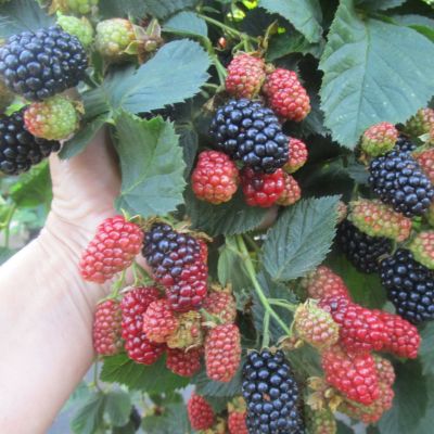 Ежевика Небеса могут подождать Ежевика Небеса могут подождать - Dolina-Sad.Ru