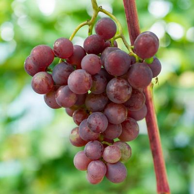 Виноград Десертный - Dolina-Sad.Ru