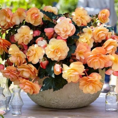 Бегония Фрагрант Фоллс Пич Бегония Фрагрант Фоллс Пич - Dolina-Sad.Ru