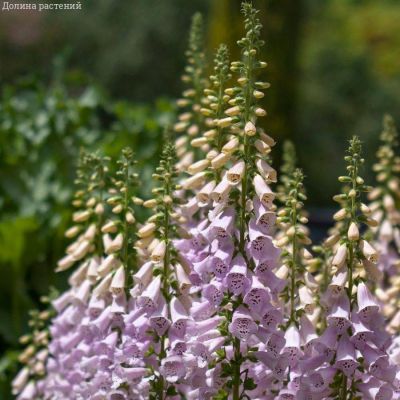 Наперстянка пурпурная Виртуоза Лавендер Наперстянка пурпурная Виртуоза Лавендер - Dolina-Sad.Ru