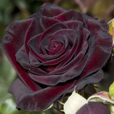Роза Черная королева Роза Черная королева - Dolina-Sad.Ru