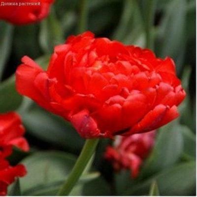 Тюльпан Миранда Тюльпан Миранда фото