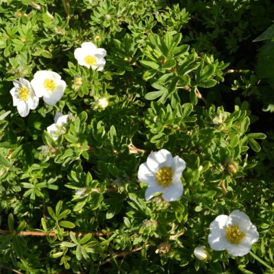 Лапчатка кустарниковая Медик Уилл Маунт фото