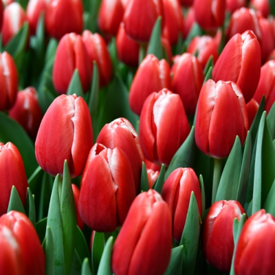 Тюльпан Кунг-фу - Dolina-Sad.Ru