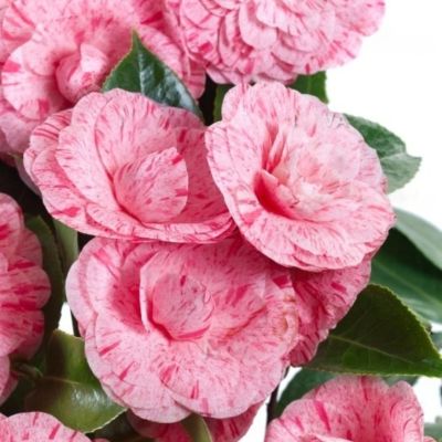 Камелия японская Вильям Бартлетт Камелия японская Вильям Бартлетт - Dolina-Sad.Ru