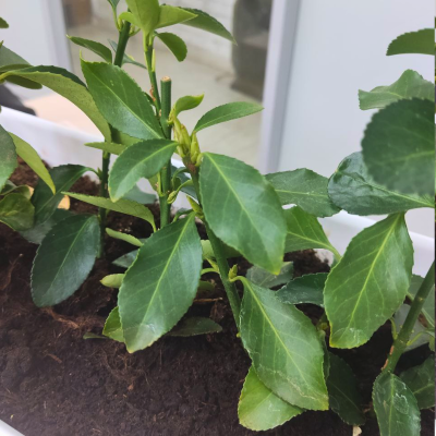 Бересклет японский Бересклет японский фото