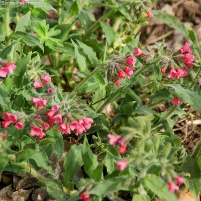 Медуница красная Редстарт Медуница красная Редстарт - Dolina-Sad.Ru