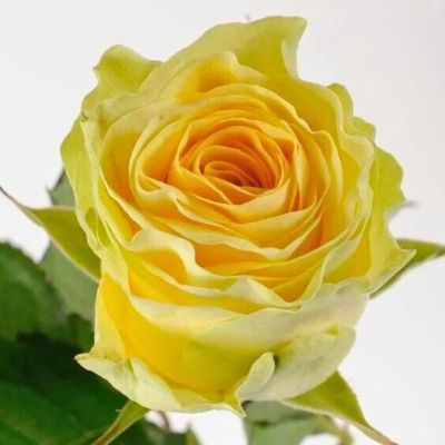 Роза Иллиос Роза Иллиос - Dolina-Sad.Ru