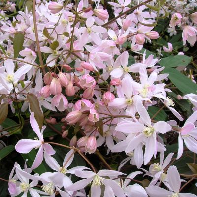 Клематис Эппл Блоссом Клематис Эппл Блоссом фото